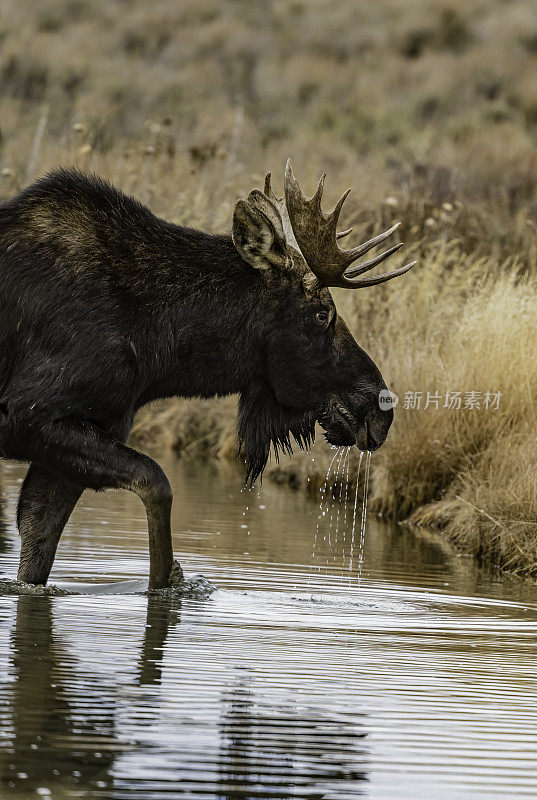 驼鹿(Alces Alces)是新世界鹿亚家族的成员，是鹿家族中现存最大和最重的物种。大提顿国家公园，怀俄明州。在一条小溪边吃边走。